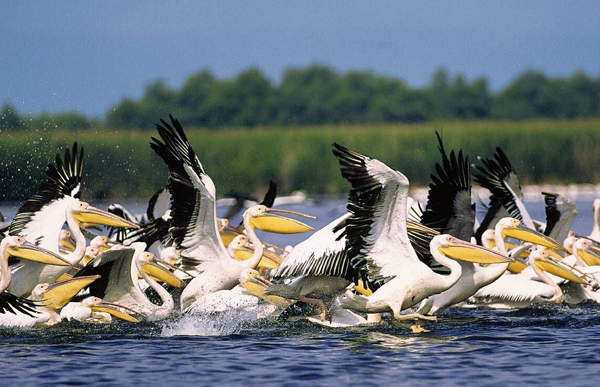 Delta Dunarii Romania World Travel Group